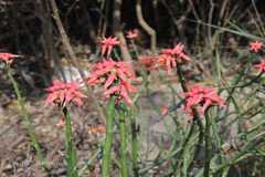 Pedilanthus tithymaloides